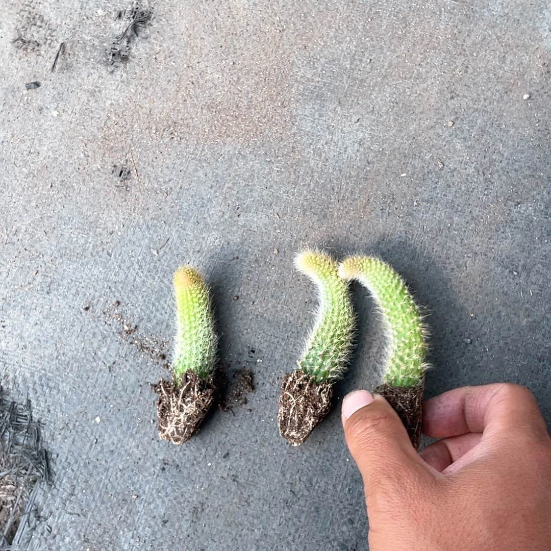 三根九尾狐带盆发货