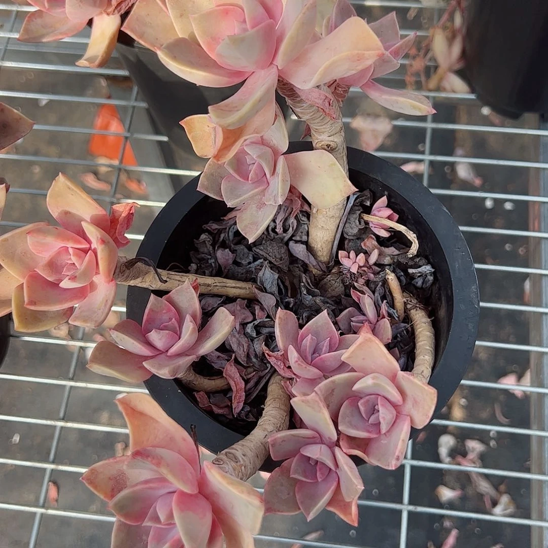 中国初恋老桩整桩