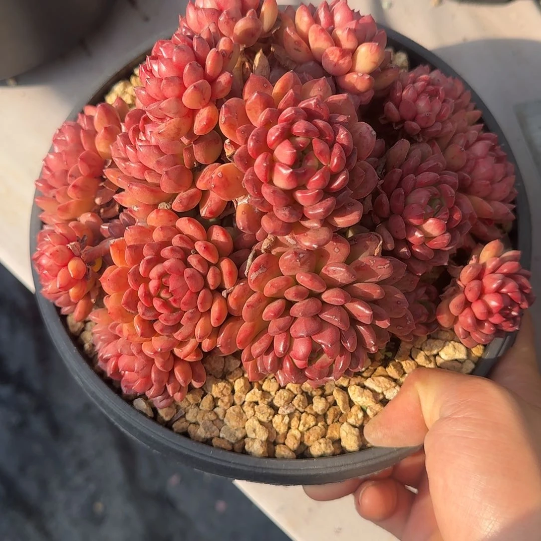 艾*兒红宝石 000000000