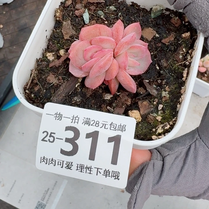 石化桔子冰无盆土发货