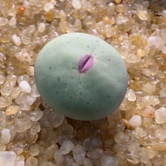 Dows嘴福利一颗659。