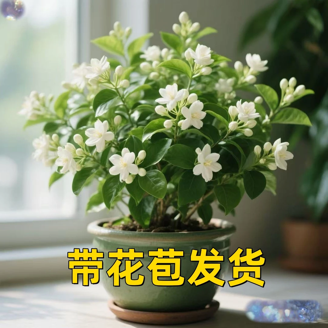 【爆盆带花苞】浓香型香水茉莉花盆栽苗重瓣室内四季开花好养耐寒