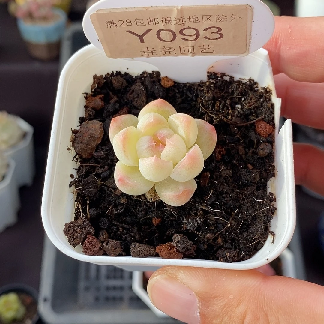 0093 白桃汽水 3cm