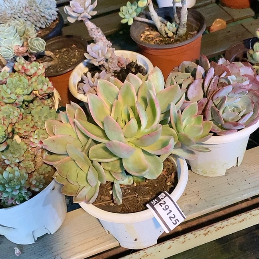 【闪购商品】乔伊锦29125