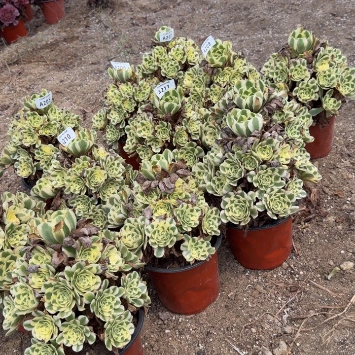 量拍迈巴赫。多肉植物