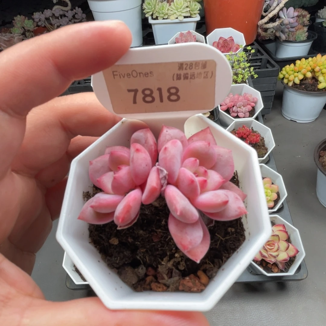 7818林依晨 4.5厘米