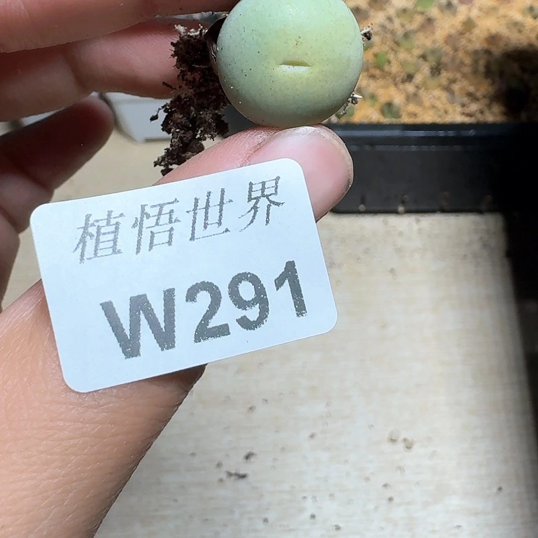291号多肉植物哇f f