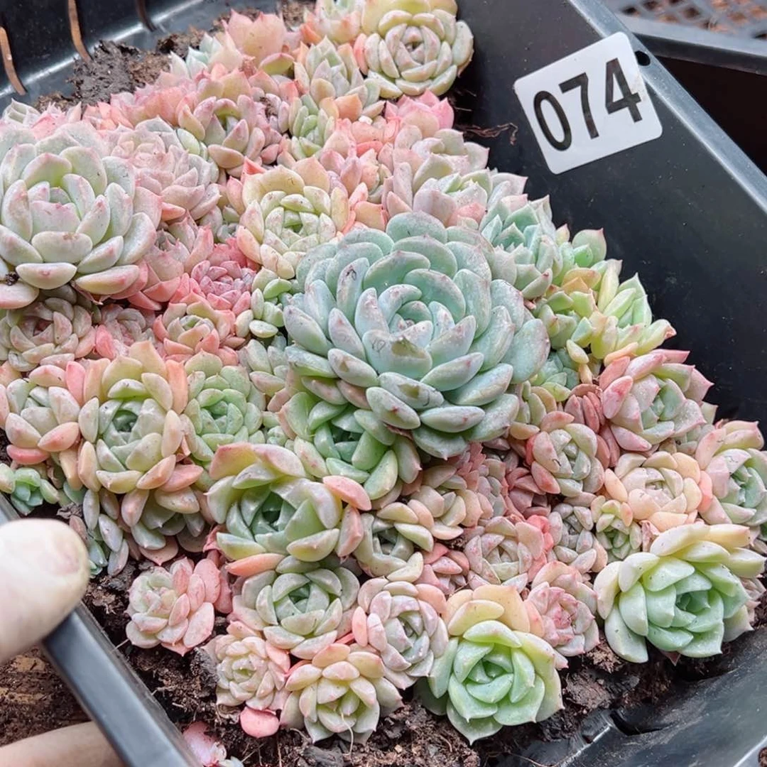 碳****丫多肉植物多肉植物