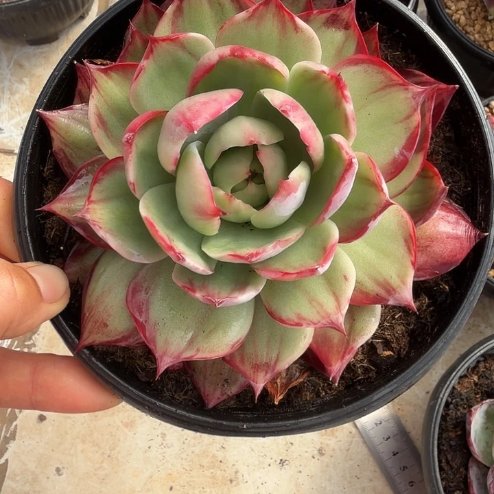 一***世115号多肉植物12厘米