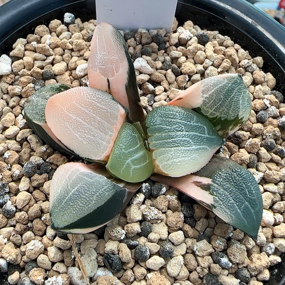 137号丸叶克锦一物一拍带盆