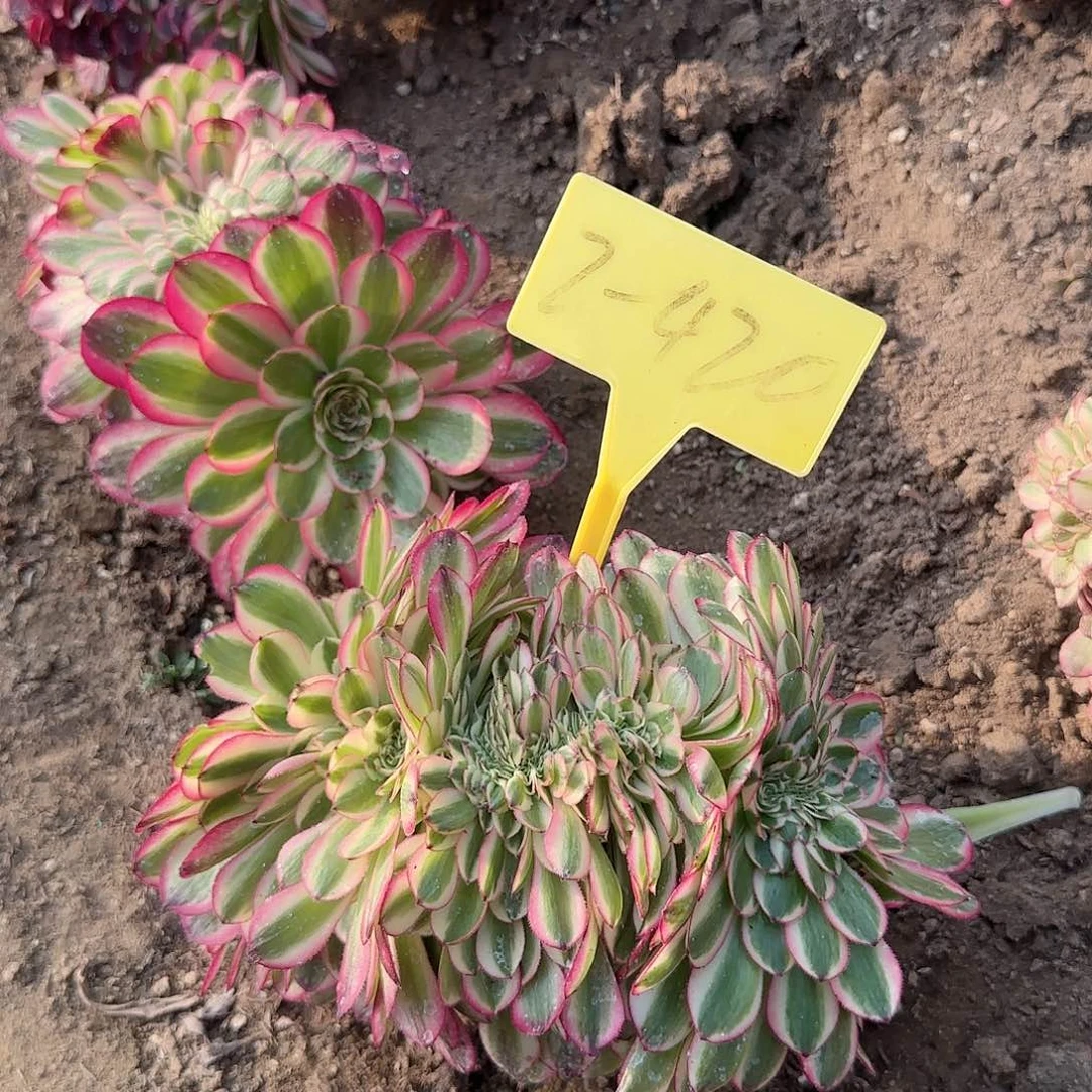 2-420+--荔枝缀化老桩