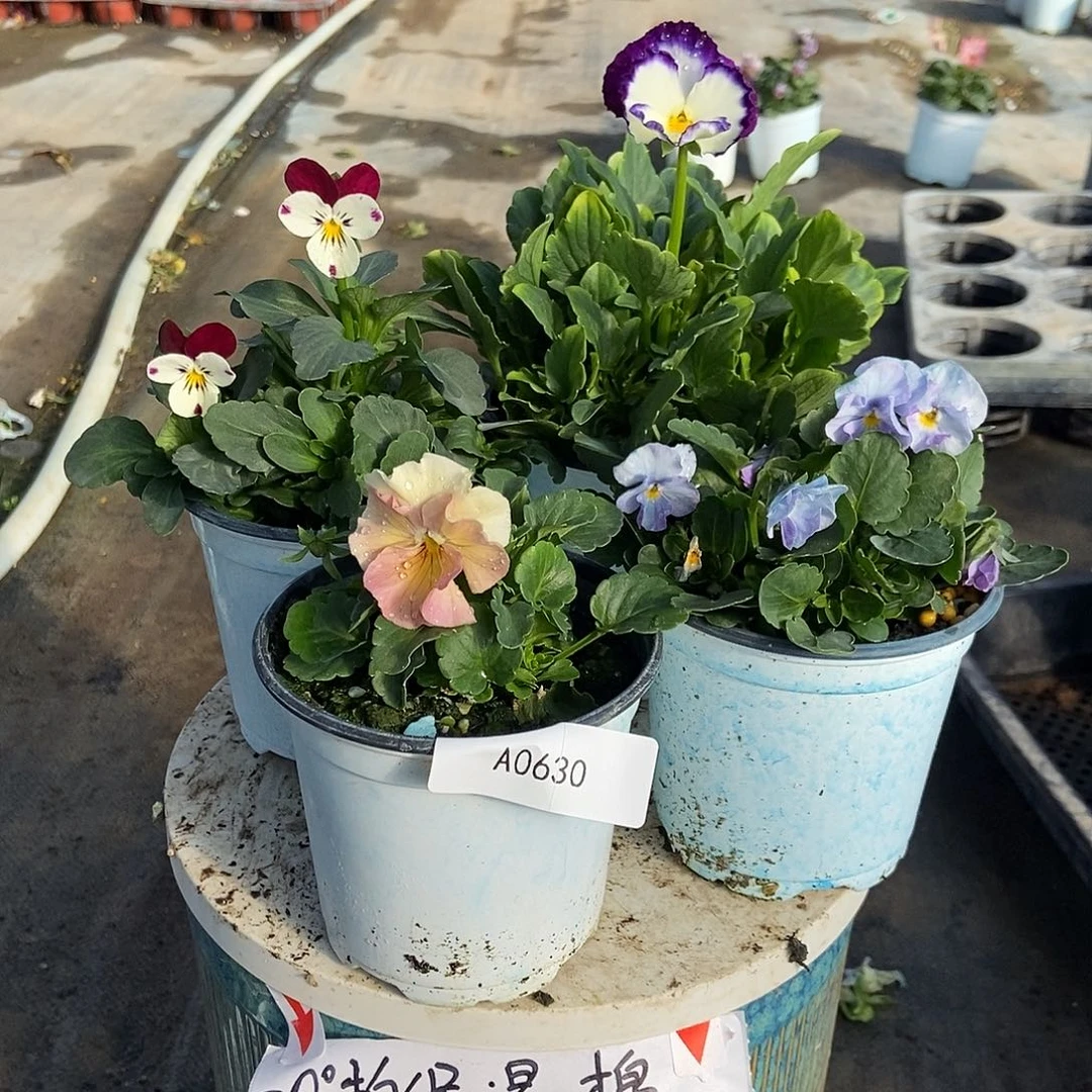 大部分花苞少量开放630