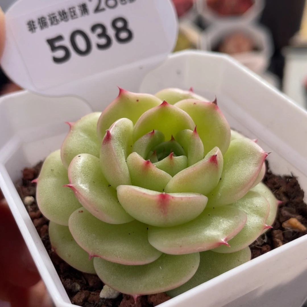 圆心5038-5.0厘米