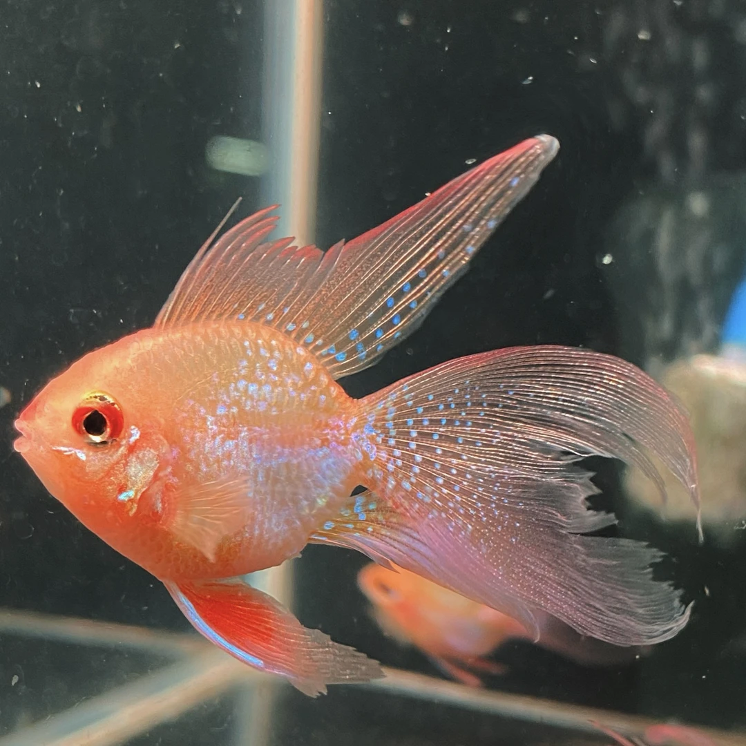 桃心长尾红头金波子热带自家繁殖皮实好养鱼观赏鱼