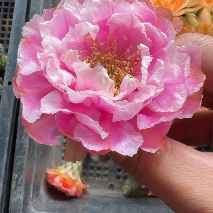 216丽花L33歪2到3公分左右无根侧牙，20包邮