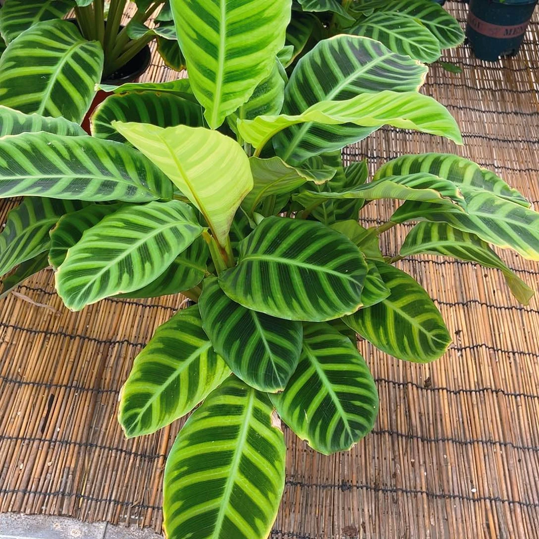 完全开放天鹅绒竹芋特价福利