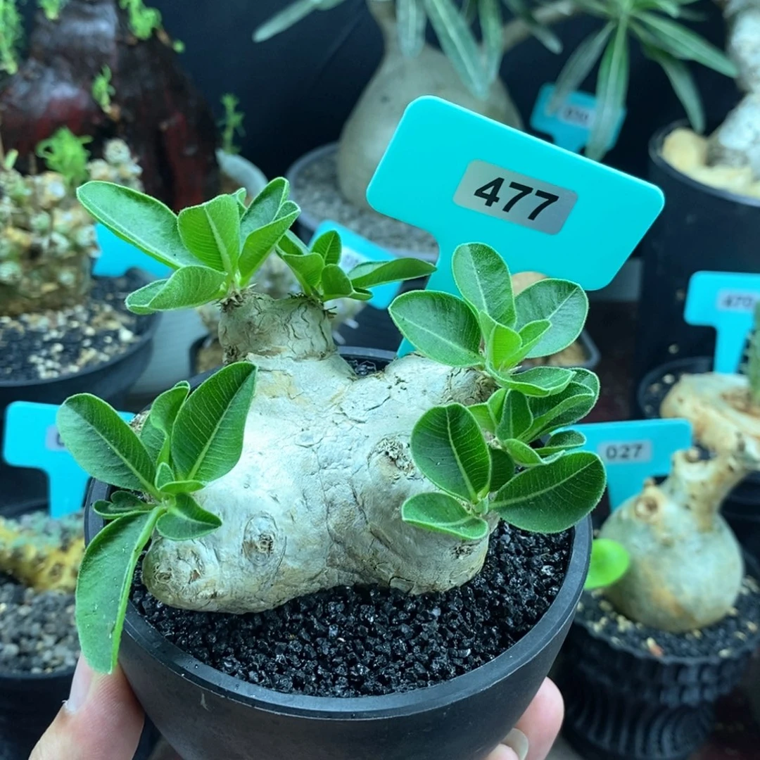 产地惠比须笑多肉植物
