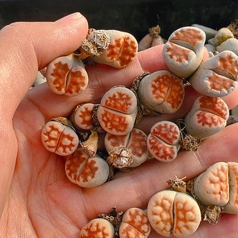 【闪购商品】25700