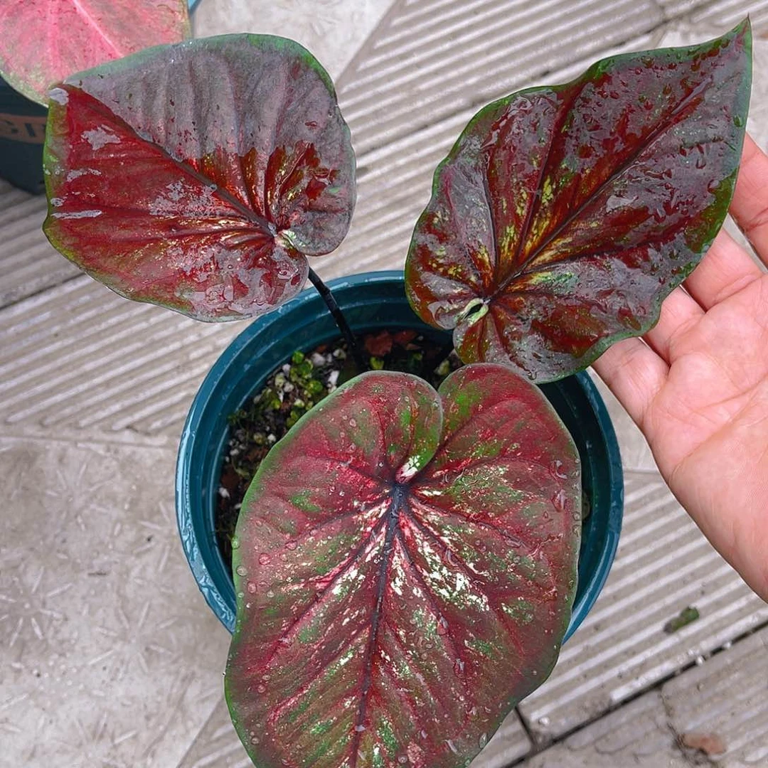 完全开放泰彩一物一拍1904