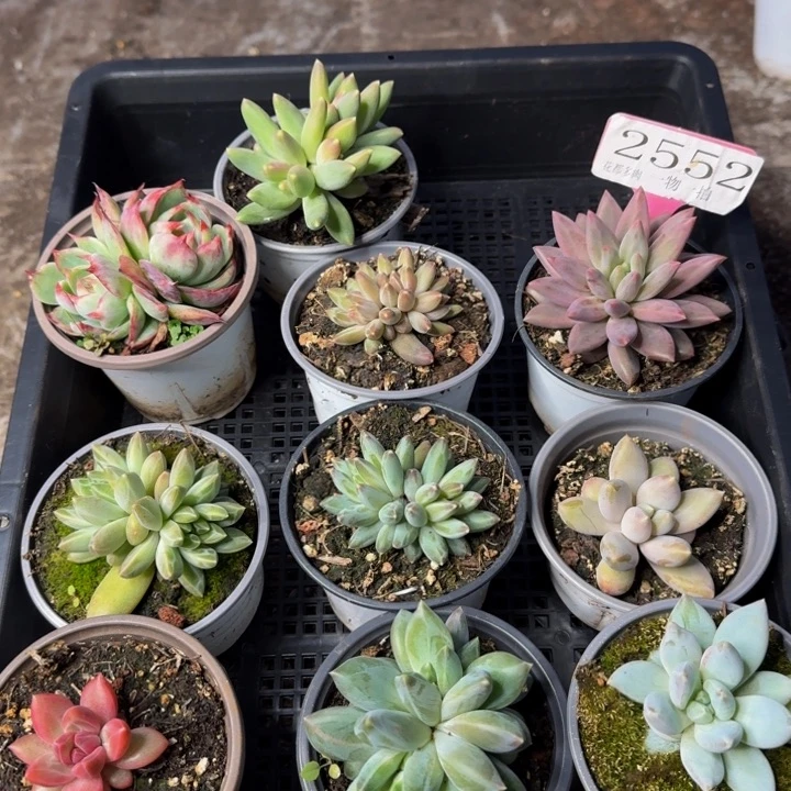 2552多肉植物一物一拍