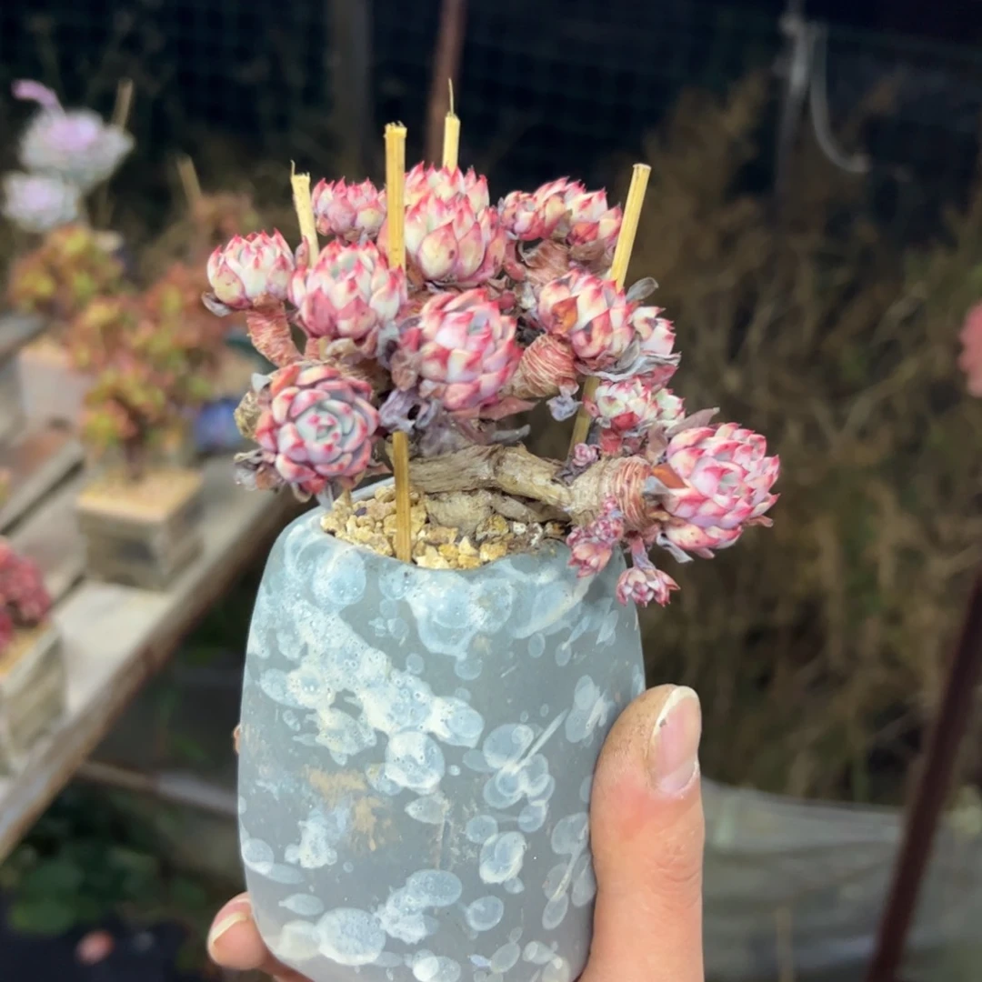 回***香娜娜小沟1 零零多肉植物