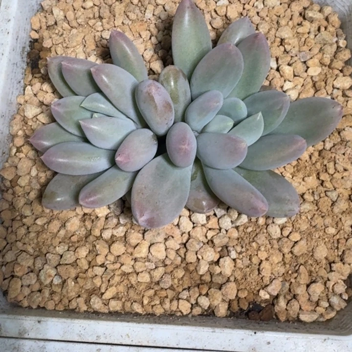 胖彩体 哥特 双头 一物一拍