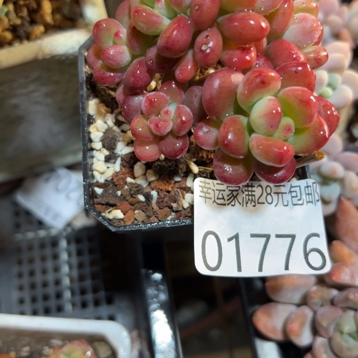 幸运儿是一位非常我