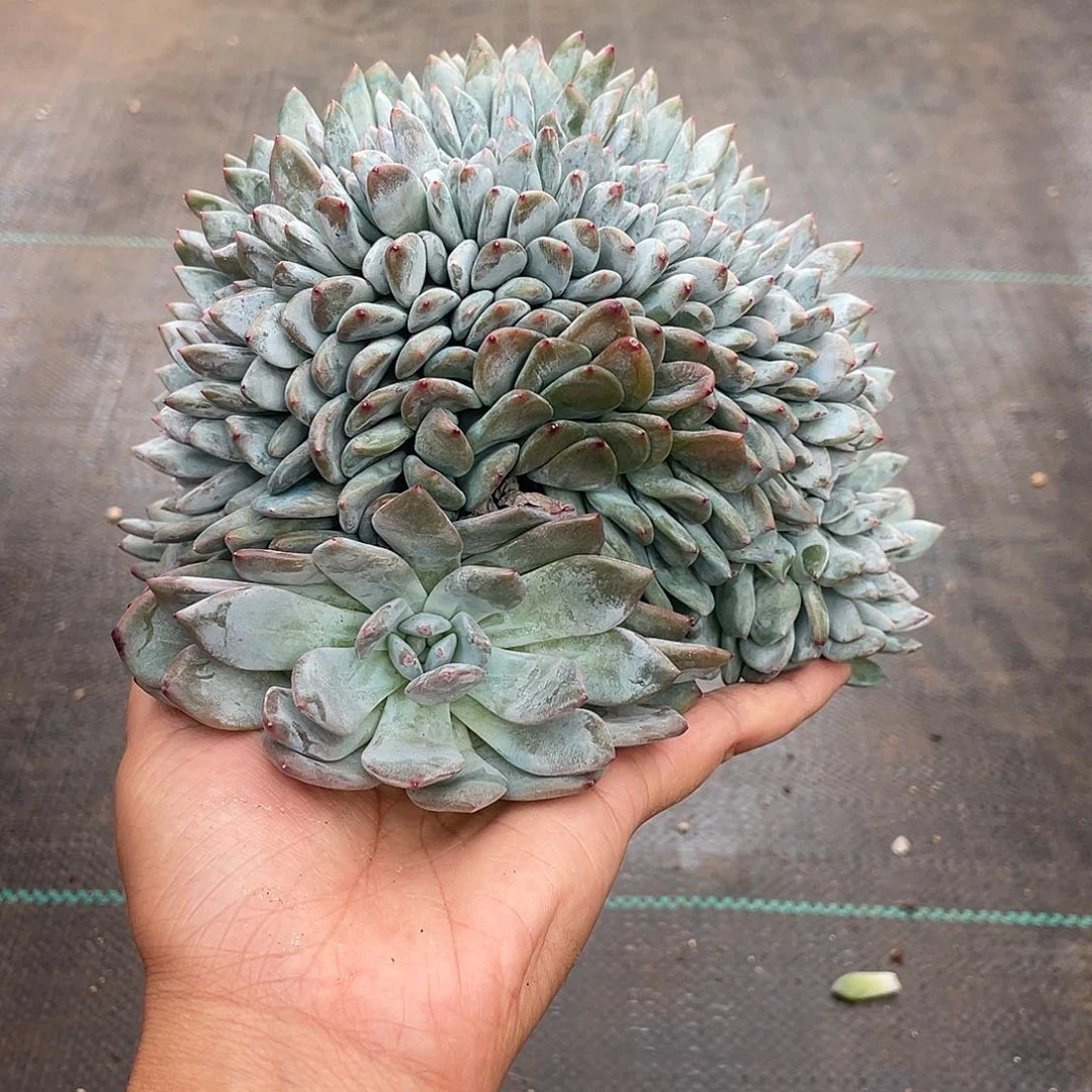 香***香滴滴滴滴滴滴滴滴滴