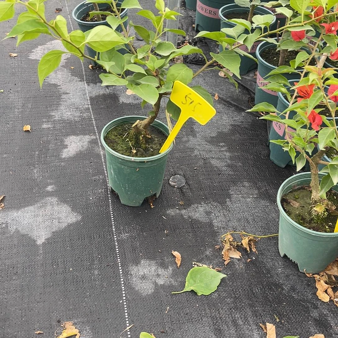 当前无花栽培后可以开花515绿樱坨坨桩