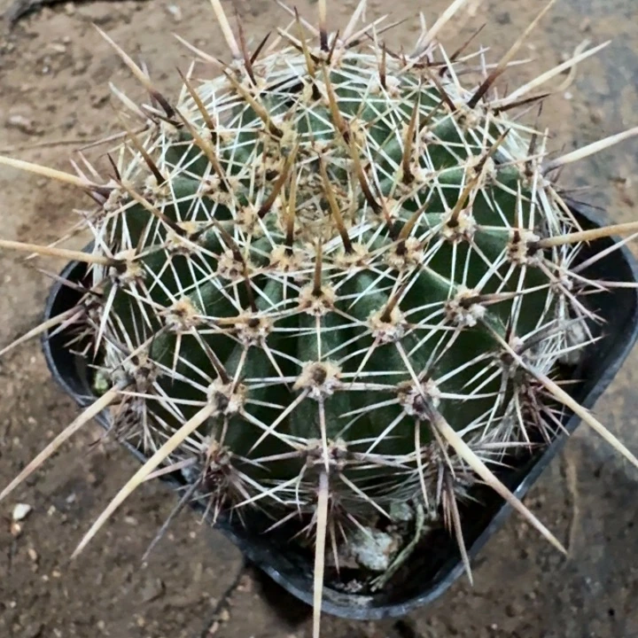 黄裳实生仙人球