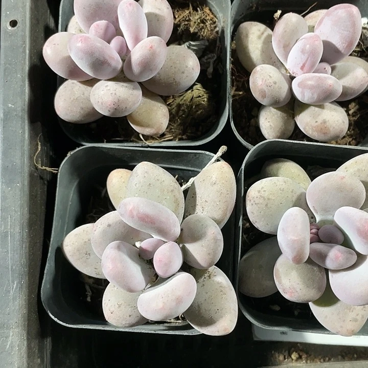 大奶酪2.8带盆土发