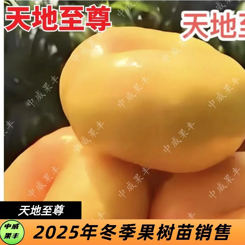 天地至尊6月中下旬成熟 大果型清脆浓甜玫瑰香味 自花结实