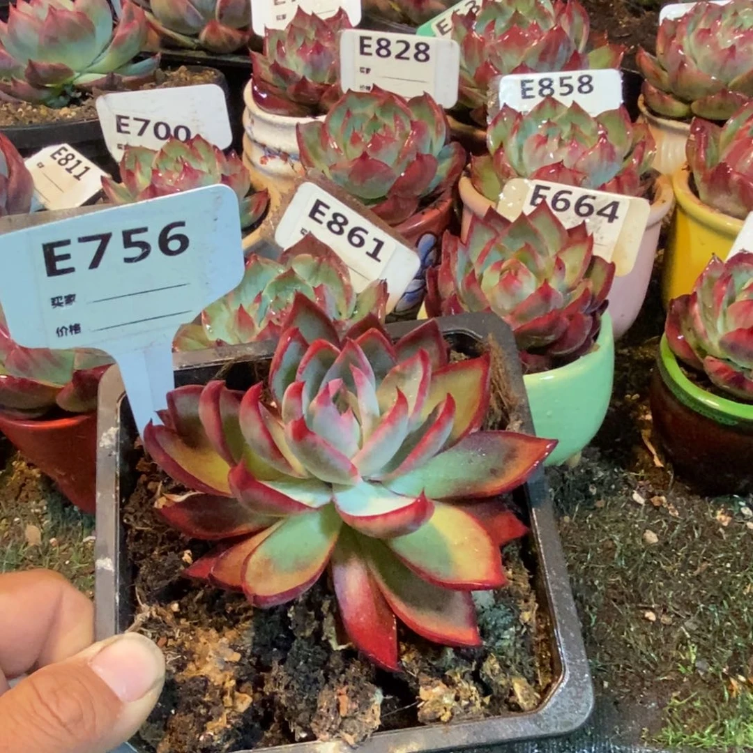 惊鸿一瞥，756号线