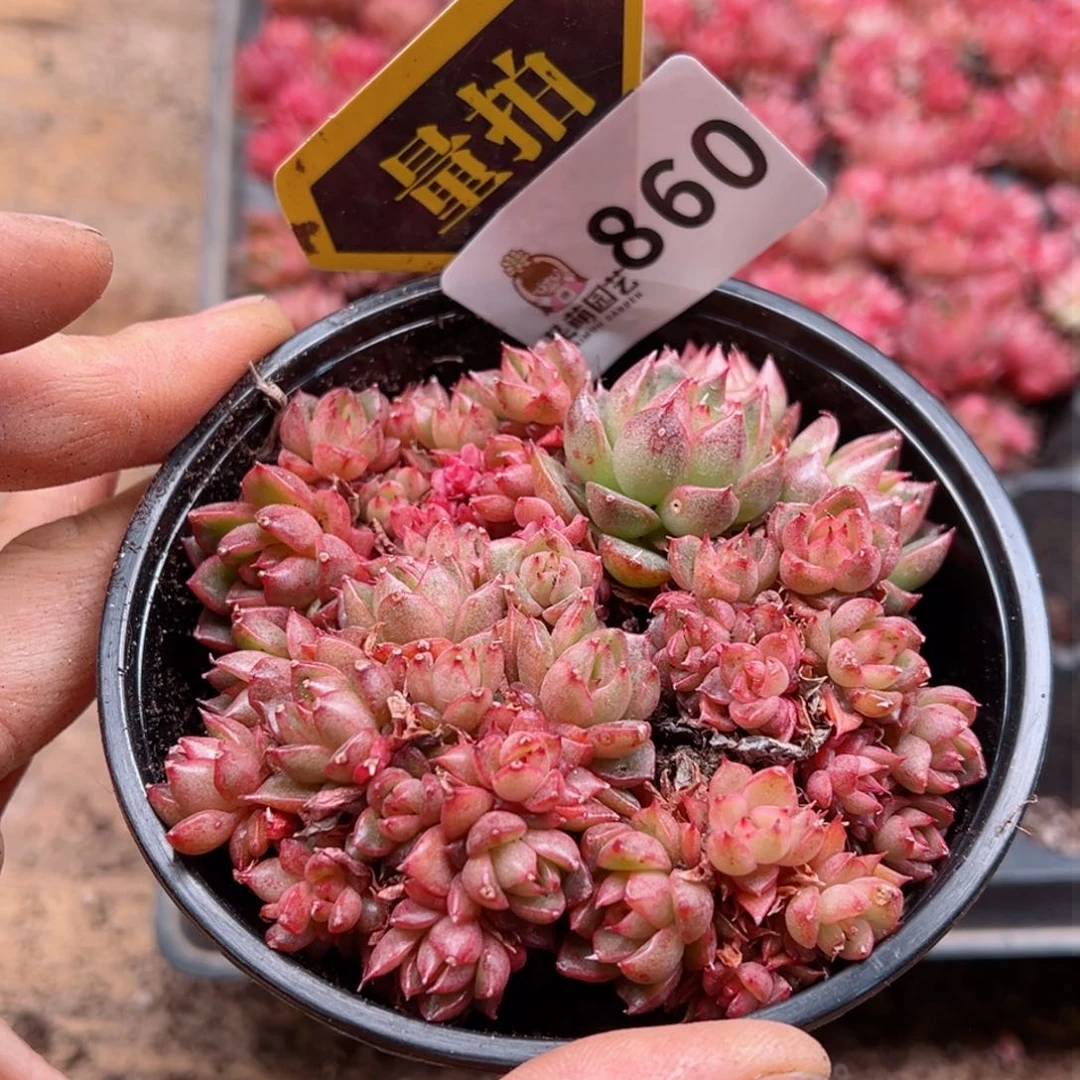 多肉植物多肉植物