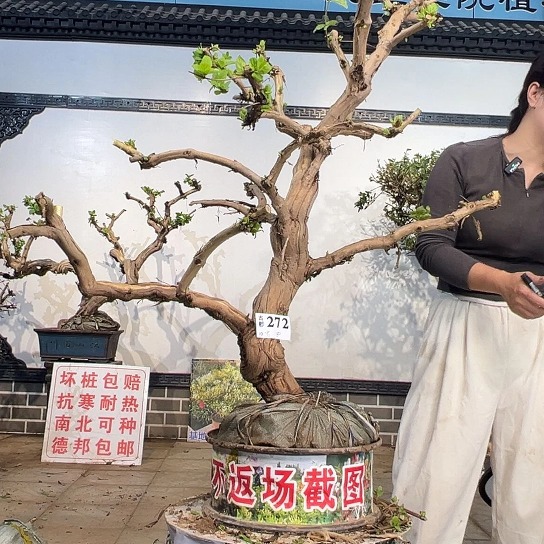 完全开放金银花558555545