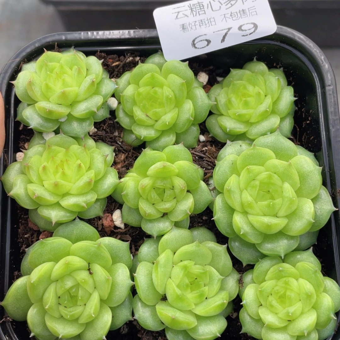 云糖心多肉植物679