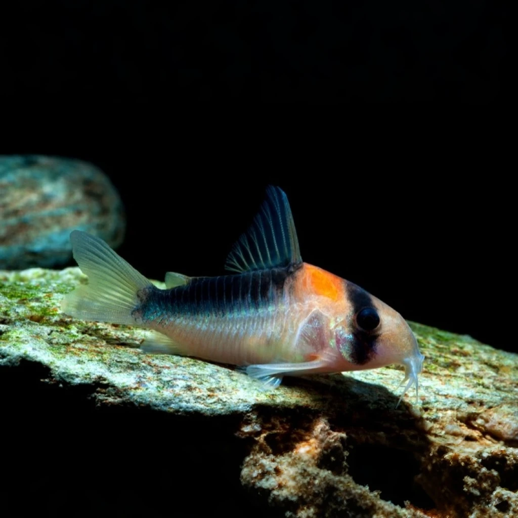 福袋 黑金红头鼠鱼 1条(包邮不包损)