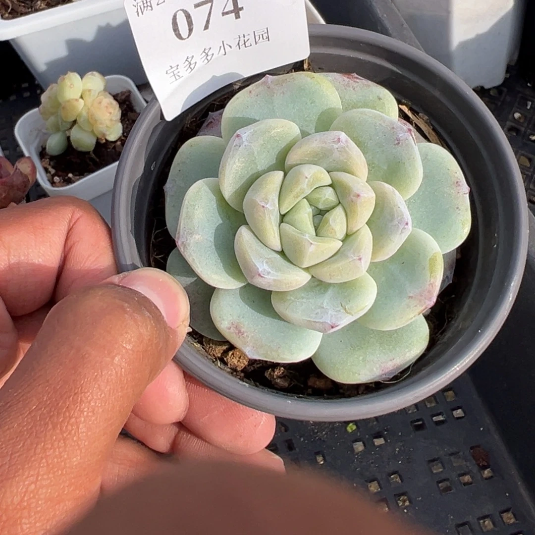 074号大冰玉一物一拍满18包邮满26送一颗多肉