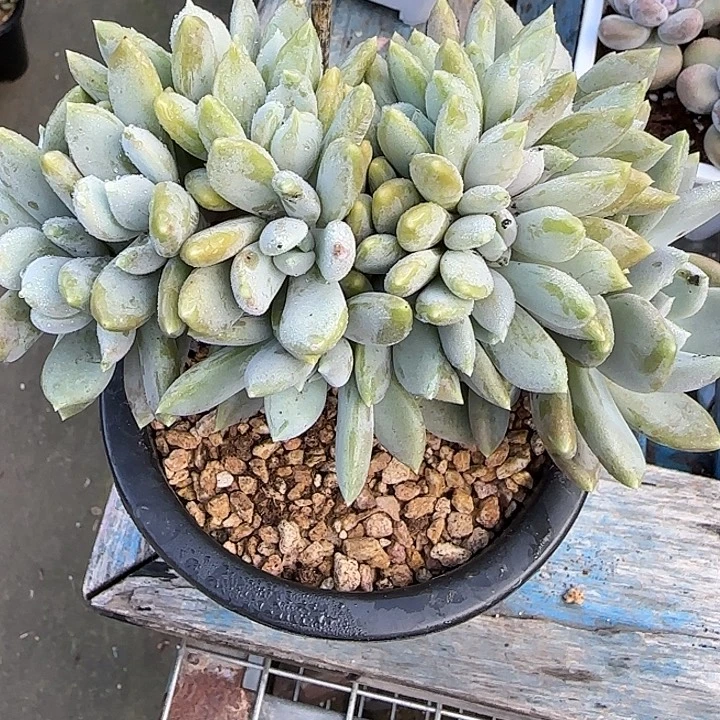钰****青蛙王子儿童牙膏11