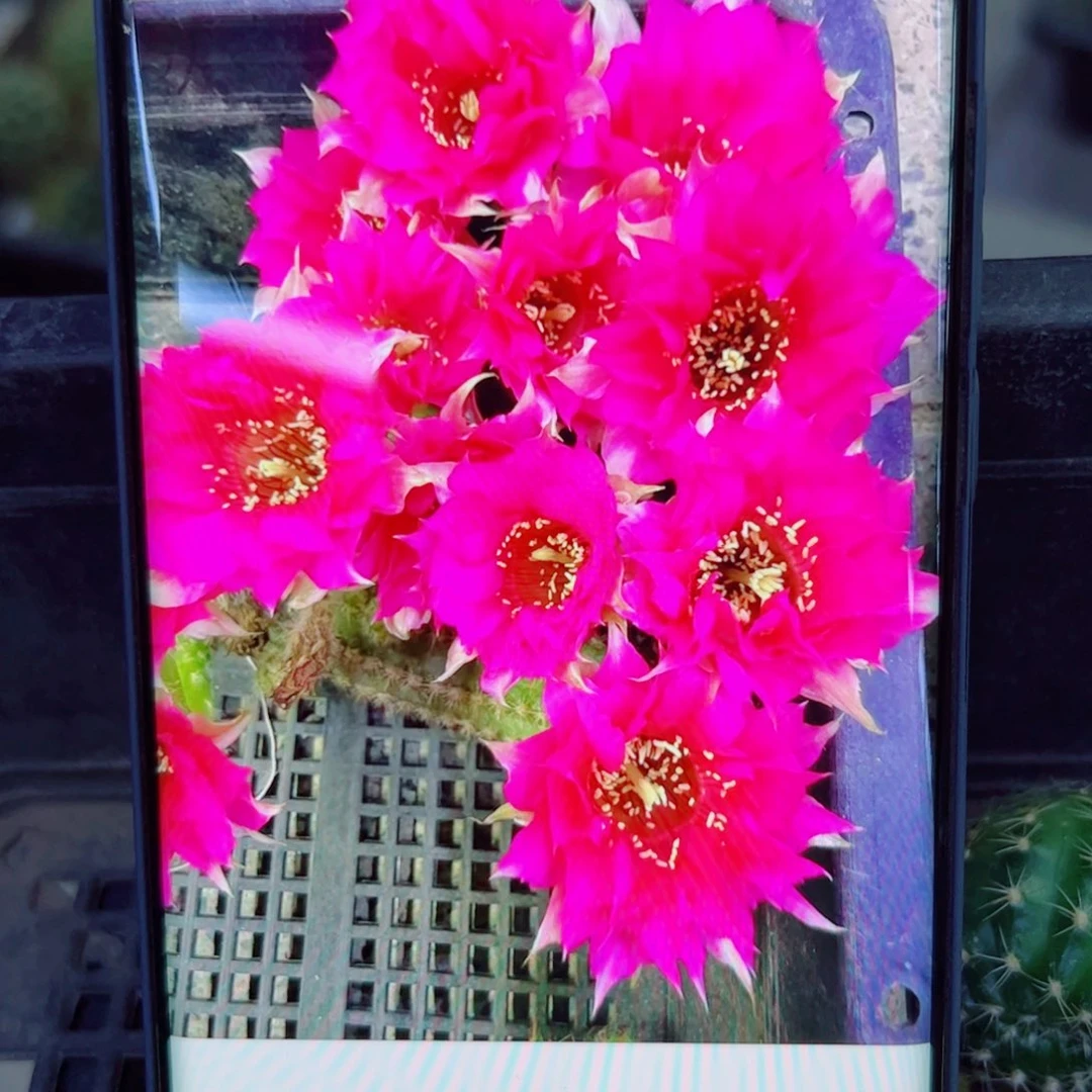 下72白檀品红2个无根小侧芽20包邮