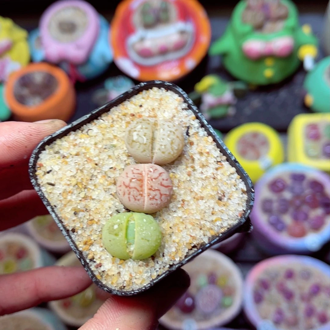 097生石花带盆发