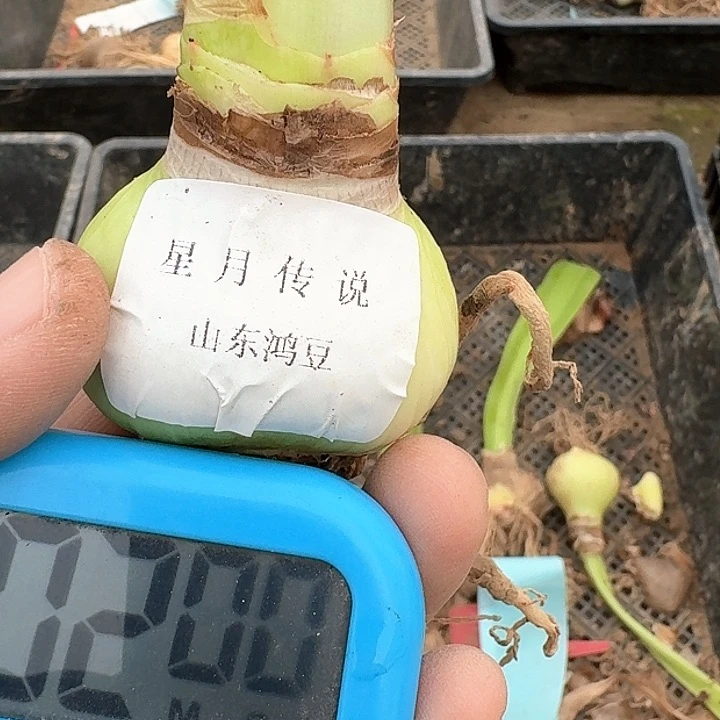 当前无花朵，栽培后可花朵吧****?星月