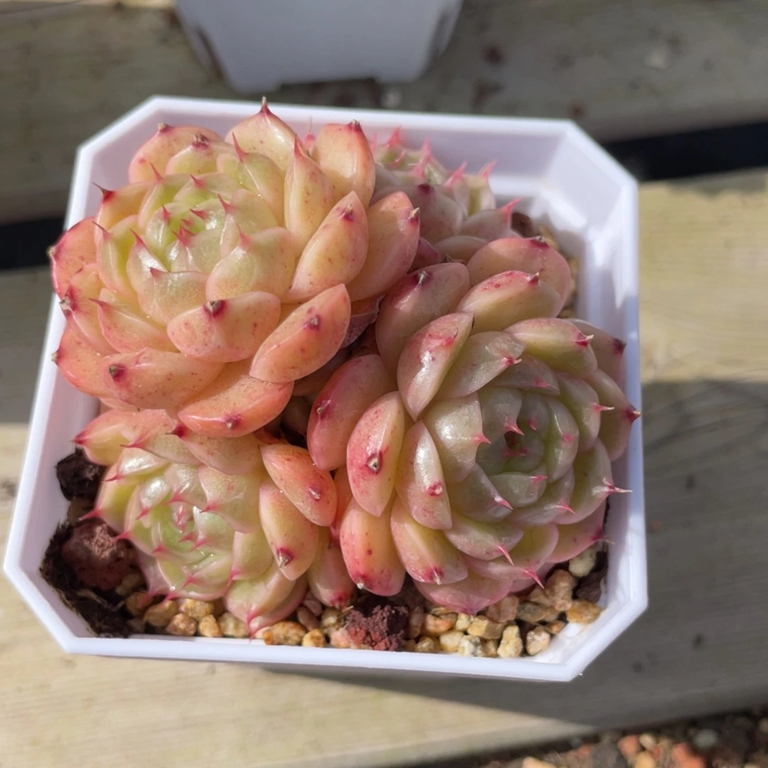 优选熊猫麦杆多肉2660