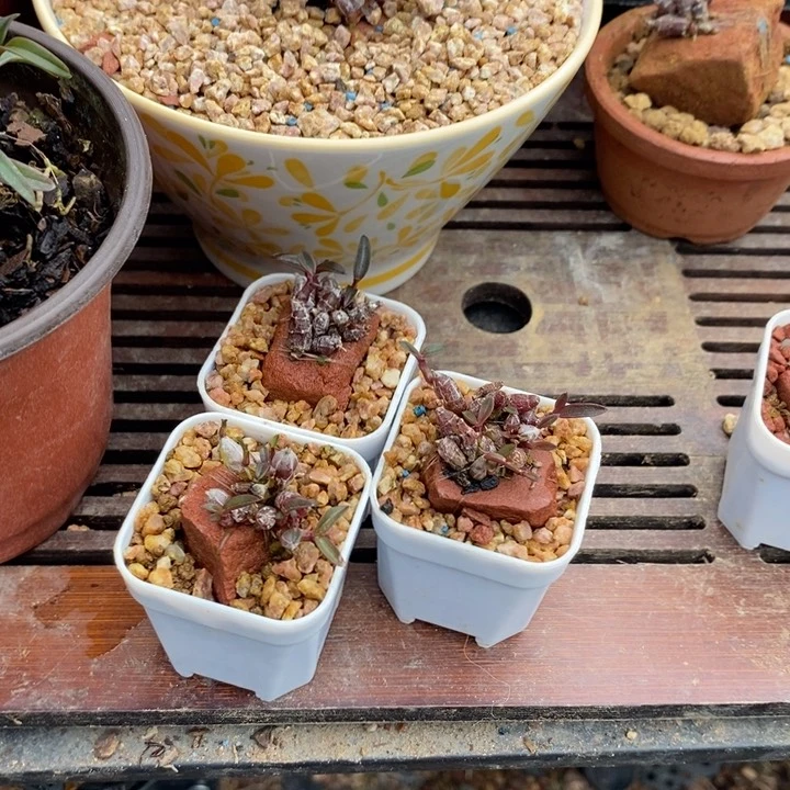 无花朵L****?米铁11111111111