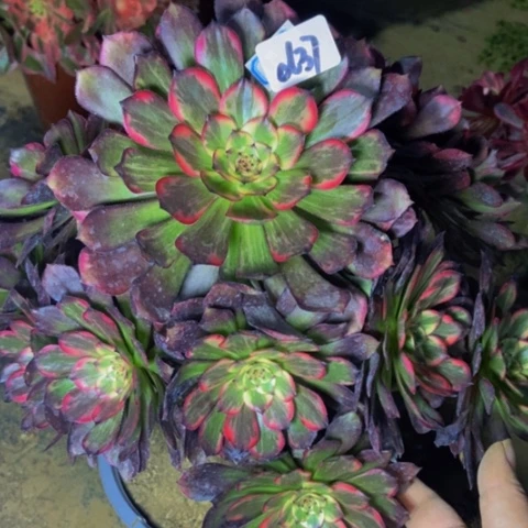 烟花多肉植物一物一拍37多肉