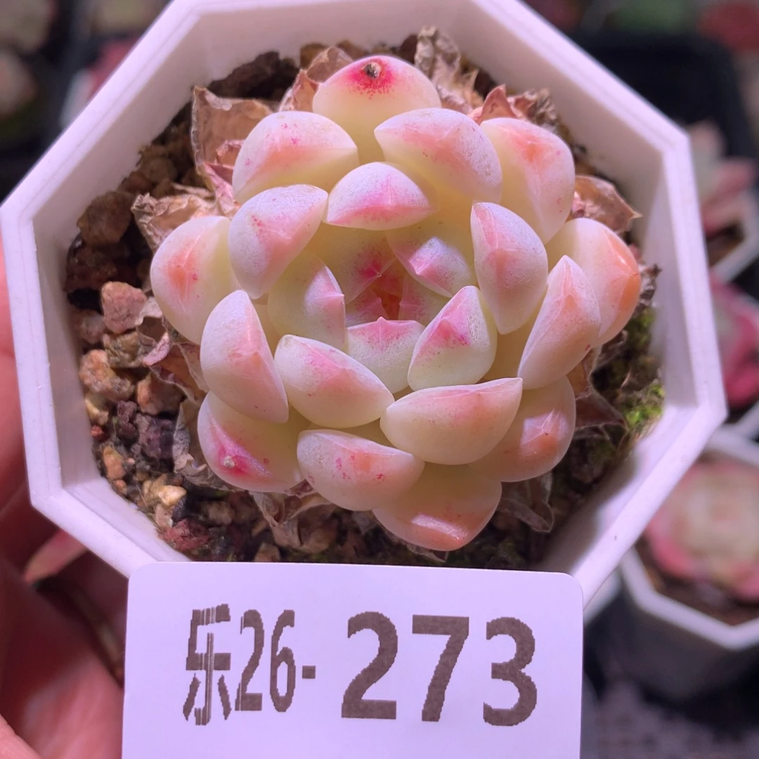 乐然26-273 明月心