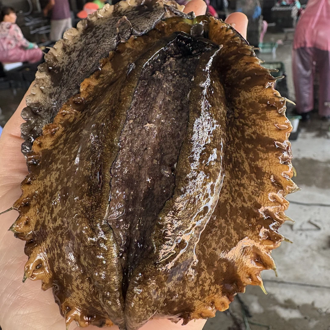 山东荣成鲜活本地冷水鲍鱼活鲜活发顺丰配送