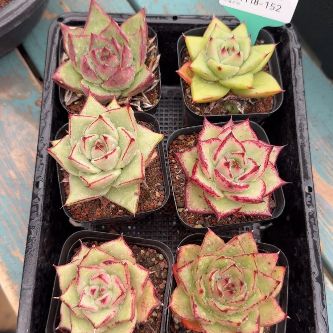 从前慢花园多肉编号1118-152