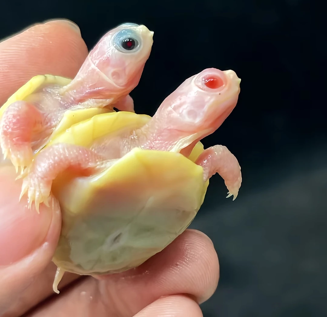 人工养殖精品变异观赏龟直播间挑选