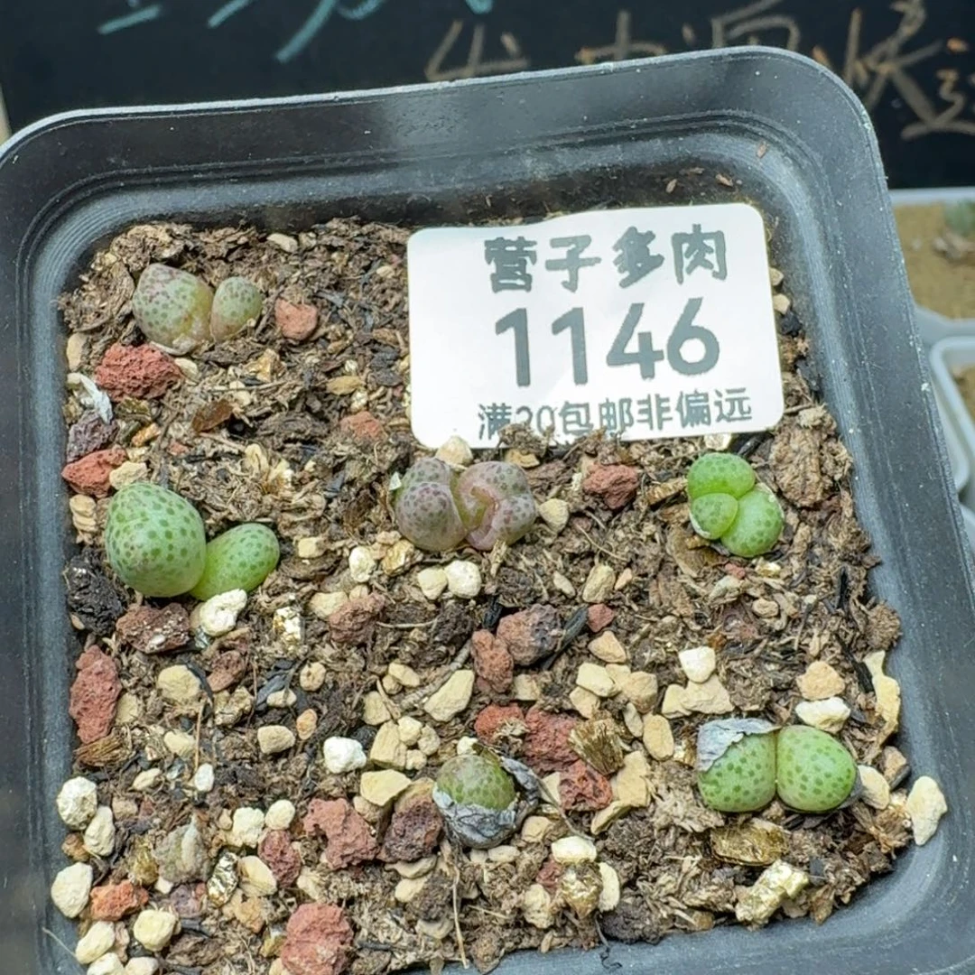 带盆土。